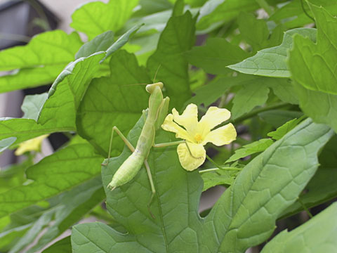 ハラビロカマキリ幼虫