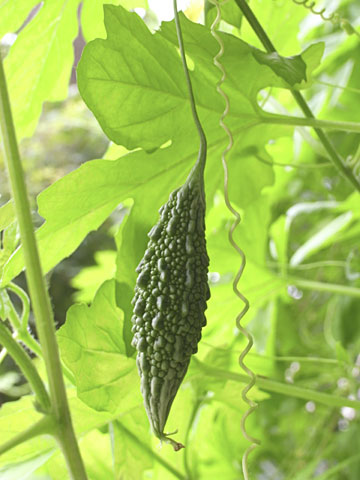 ニガウリの若い実