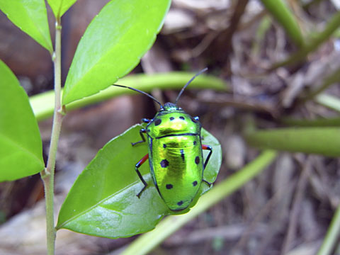 ナナホシキンカメムシ
