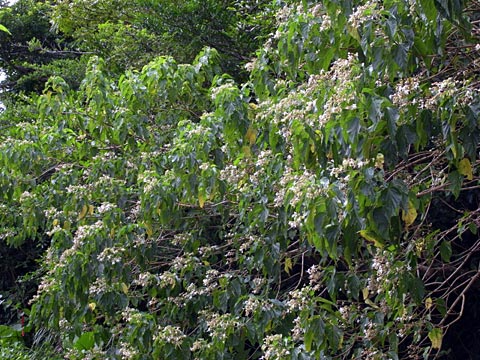 ショウロクサギ