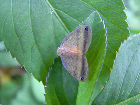 フタホシハゴロモ