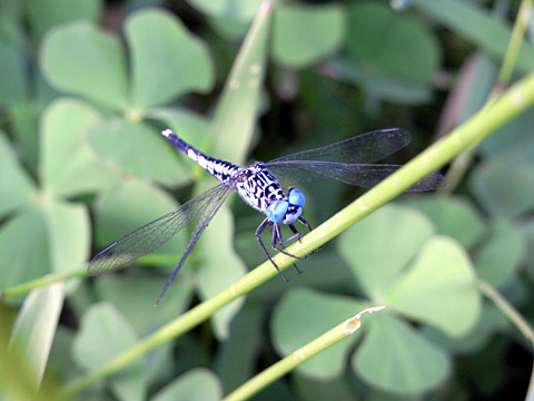 コシブトトンボ雄