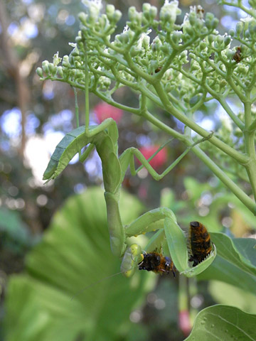 ハラビロカマキリ幼虫