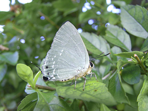 イワカワシジミ雄