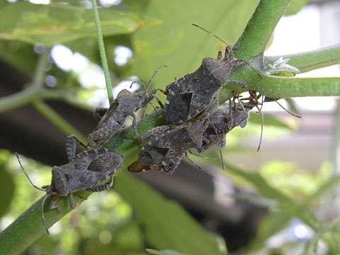 ホオズキカメムシ