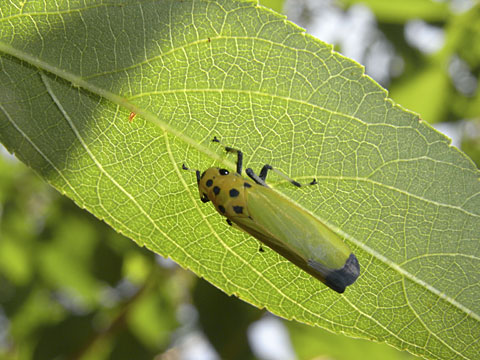 ツマグロオオヨコバイ