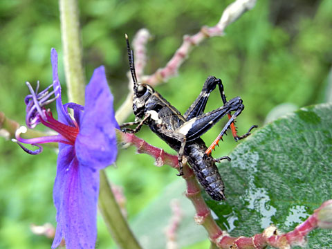 アマミモリバッタ幼虫
