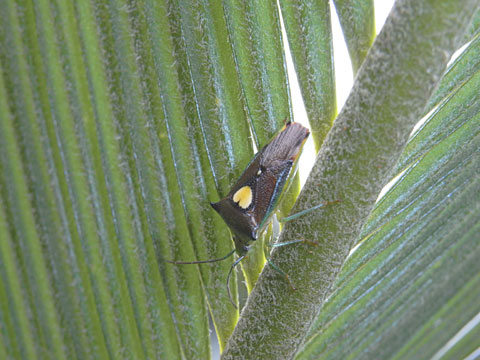 エサキモンキツノカメムシ