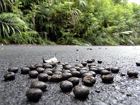 アマミノクロウサギの糞