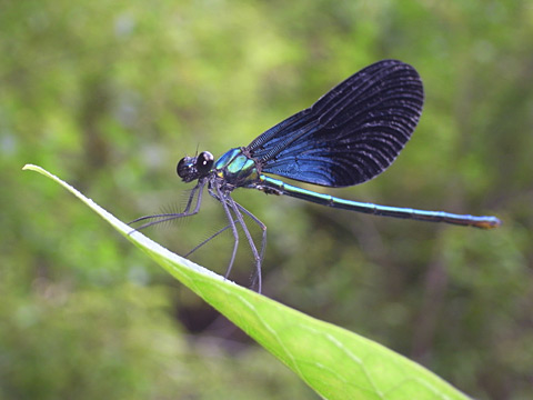 リュウキュウハグロトンボ雄