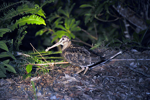 アマミヤマシギ