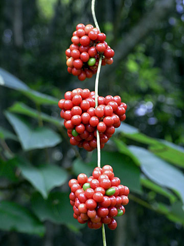 オキナワサルトリイバラ実