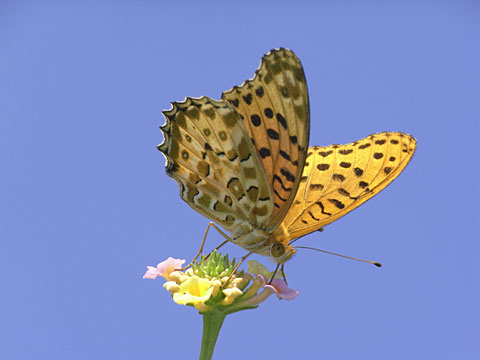 ツマグロヒョウモン雄