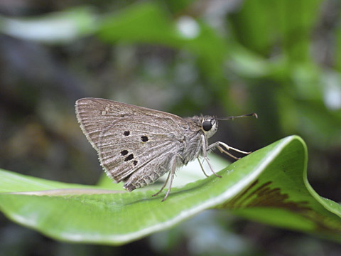 クロボシセセリ