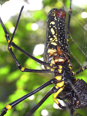オオジョロウグモ雌雄