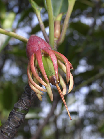 オヒルギ若い種子