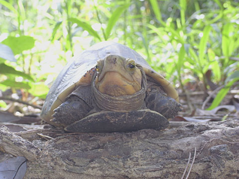 セマルハコガメ