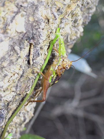 マダラコオロギ