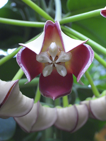 ホヤ インペリアリス ホヤ インペリアリス