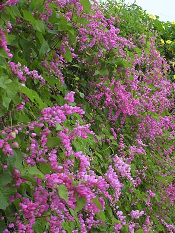 ニトベカズラ ニトベカズラ