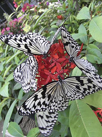 オオゴマダラ オオゴマダラ