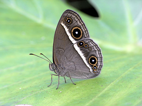 リュウキュウヒメジャノメ(八重山諸島亜種) リュウキュウヒメジャノメ(八重山諸島亜種)
