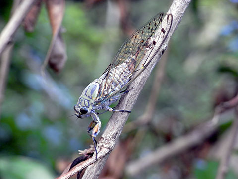 イワサキゼミ産卵 イワサキゼミ産卵