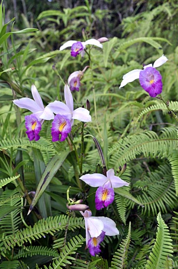 ナリヤラン ナリヤラン