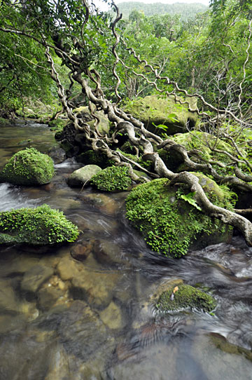 ユツン川渓流環境 ユツン川渓流環境