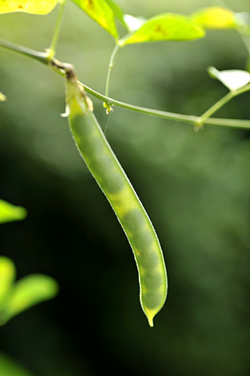 マメ科植物鞘 マメ科植物鞘