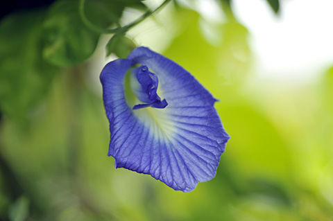 マメ科植物花 マメ科植物花