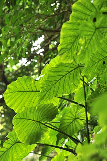 クワズイモ クワズイモ