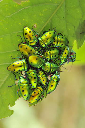 ナナホシキンカメムシ ナナホシキンカメムシ