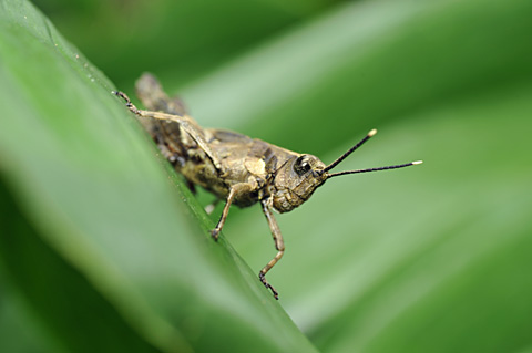 オキナワモリバッタ オキナワモリバッタ
