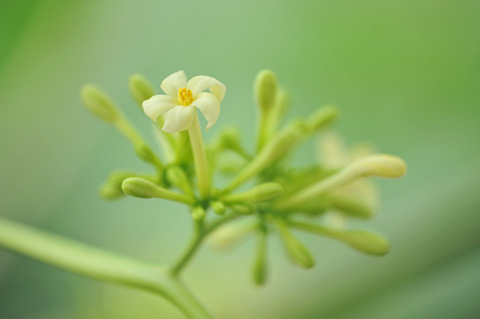 パパイヤ雄花 パパイヤ雄花