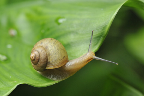 ウスカワマイマイ ウスカワマイマイ