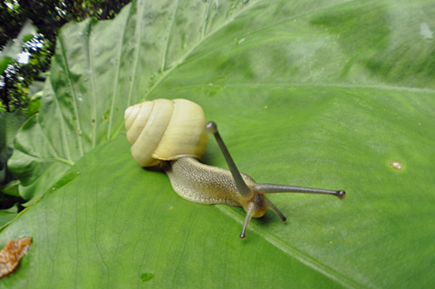オキナワヤマタカマイマイ オキナワヤマタカマイマイ
