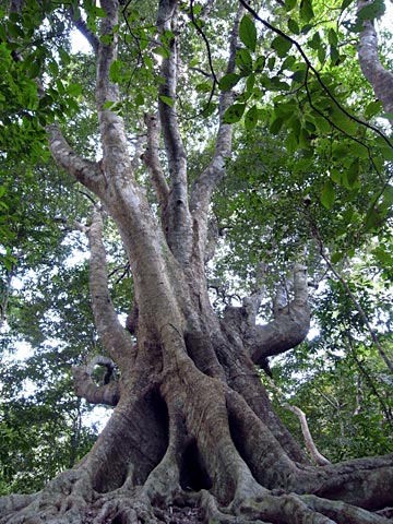 オキナワウラジロガシ オキナワウラジロガシ