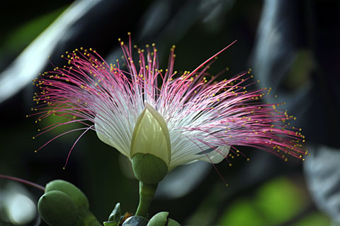 ゴバンノアシ花 ゴバンノアシ花