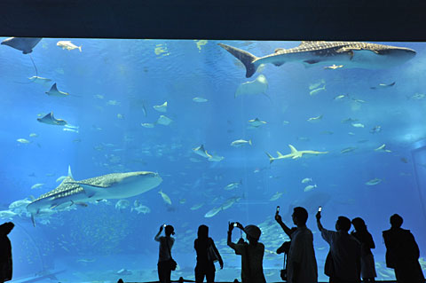 美ら海水族館 美ら海水族館