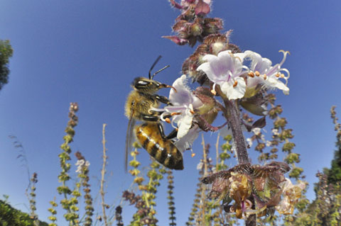 セイヨウミツバチ