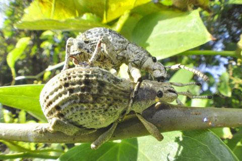 オキナワクワゾウムシ