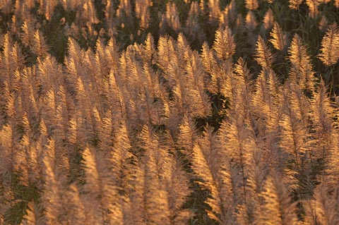 サトウキビ花穂