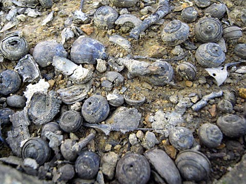 オキナワウラジロガシ殻斗