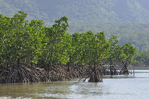 ヤエヤマヒルギ林