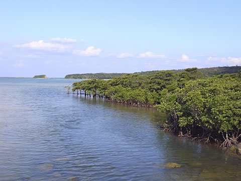青空とマングローブ林