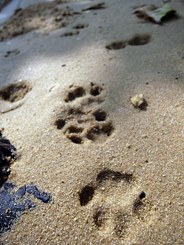 イリオモテヤマネコ足跡