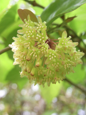 オキナワサルトリイバラ