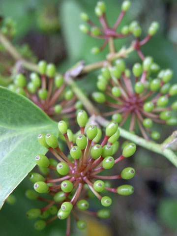 オキナワサルトリイバラ実