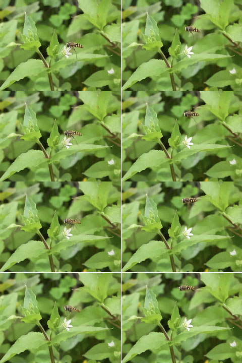 ヒラタアブの一種